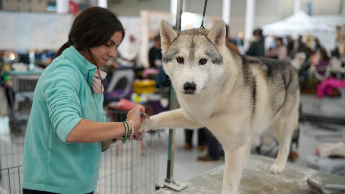 Segunda jornada de Fimascota en la Feria de Valladolid - PHOTOGENIC