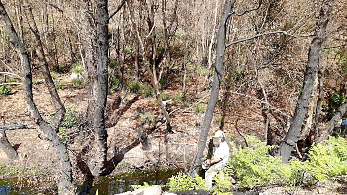 Actuaciones de restauración forestal en la zona incendiada de la Sierra de la Culebra (Zamora) en agosto de 2022. ICAL