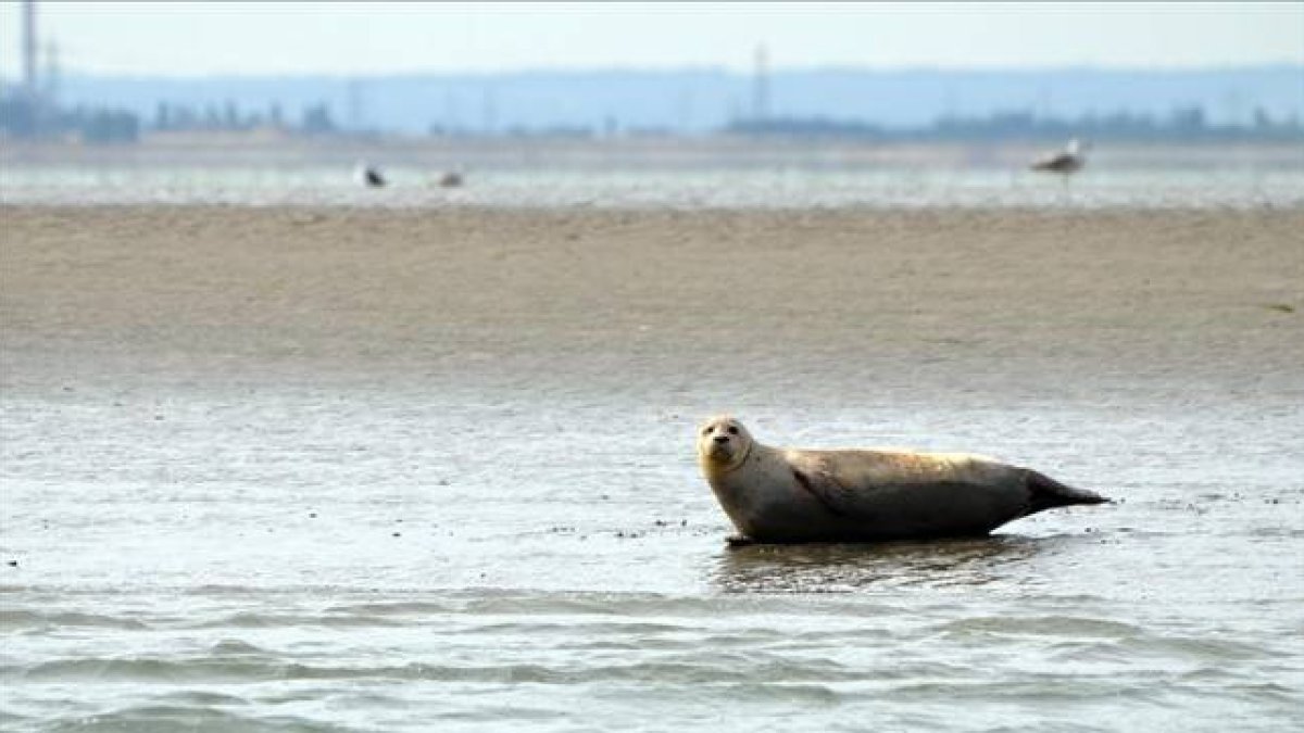 Focas en el tramo final del Támesis, cerca de Londres.-ZSL