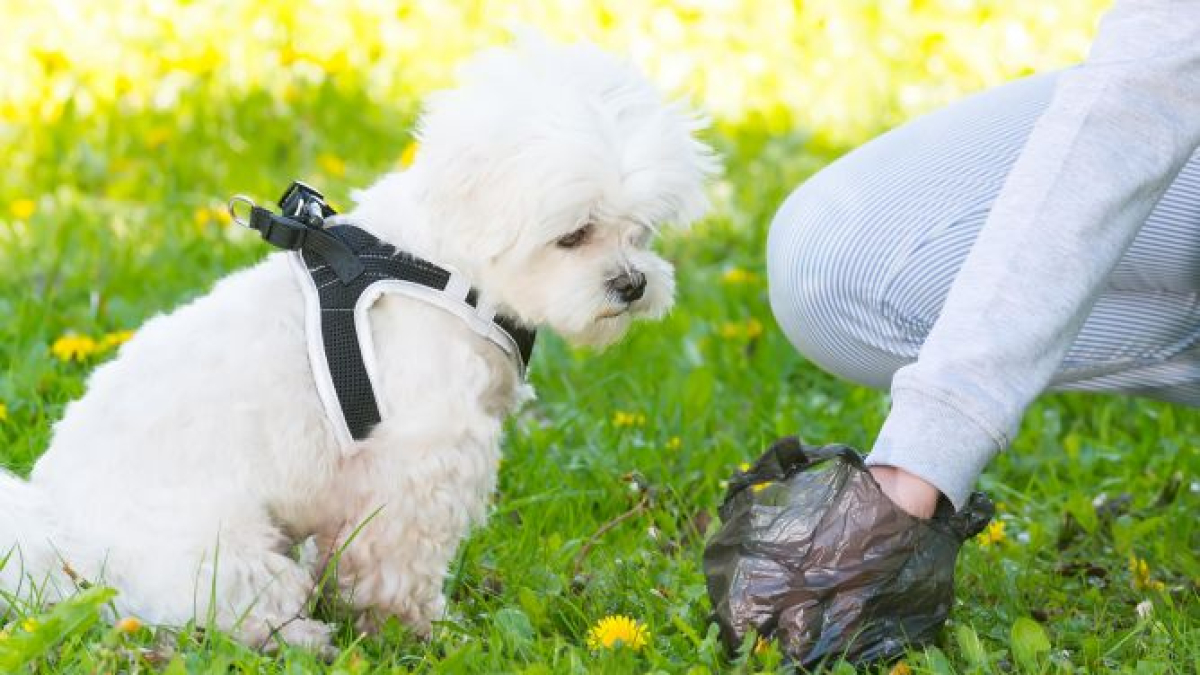 Una persona recoge un extremento de un perro