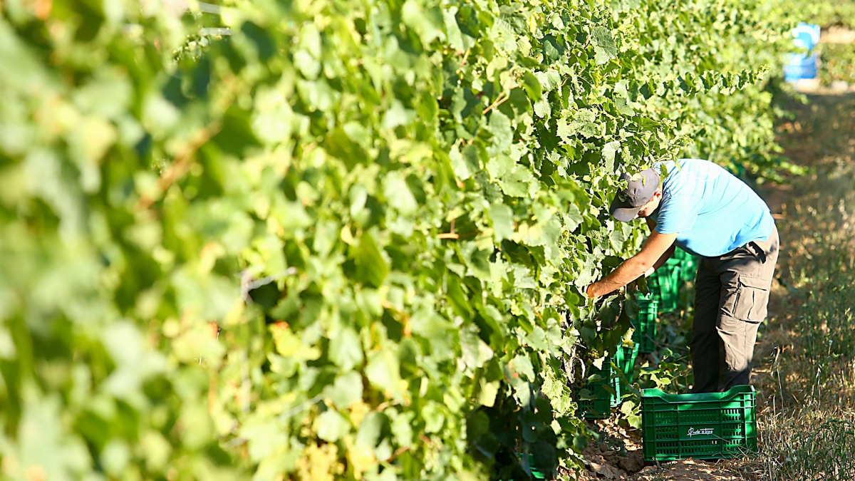 Un jornalero vendimia en uno de los viñedos de la Denominación de Origen Bierzo.