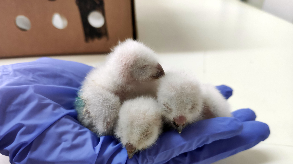 Avez rapaces en un centro de recuperación de animales silvestres de Castilla y León