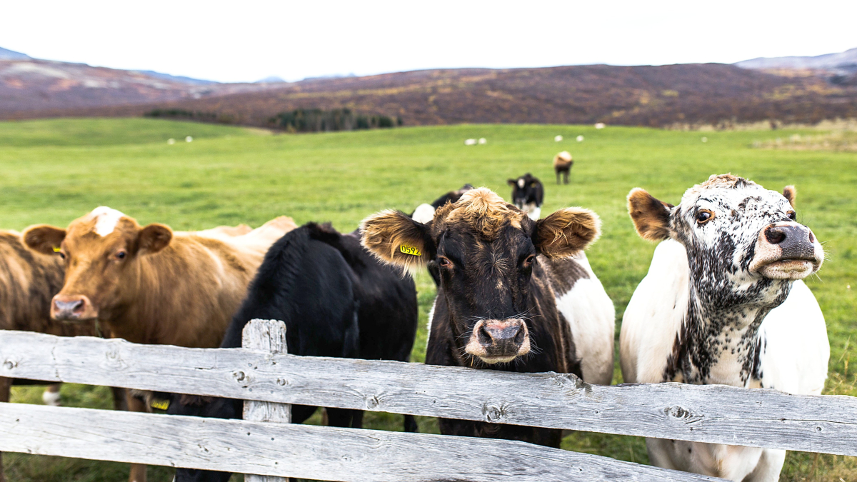 Dos vacas asoman sobre el vallado de una explotación en régimen extensivo