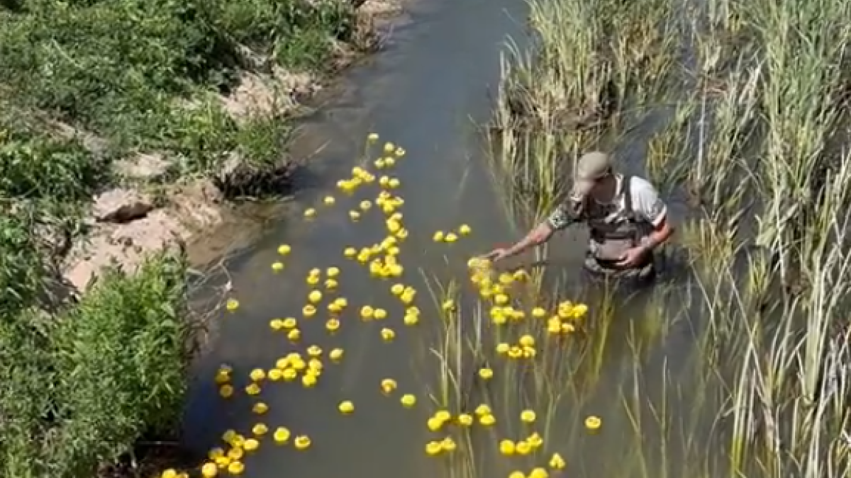 Carrera de patitos de goma en Pajarillos