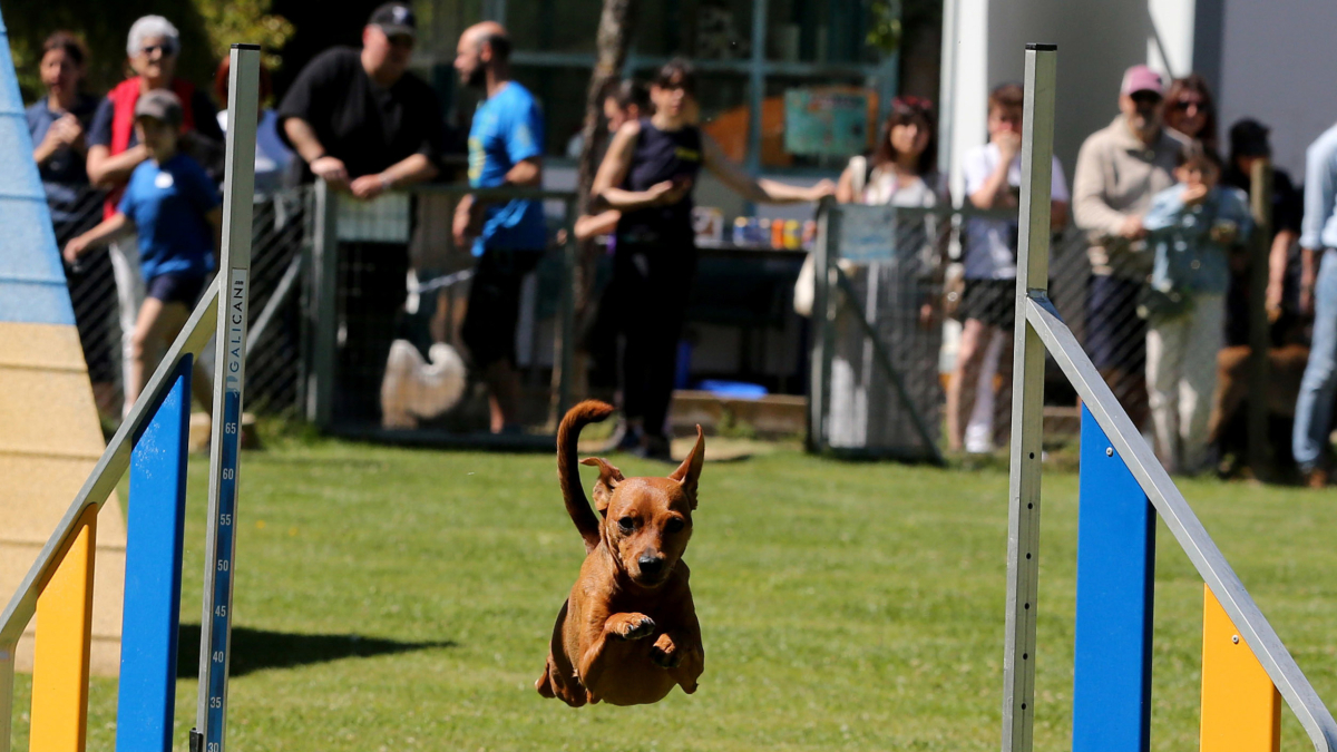 Competición de Agility de este fin de semana en Valladolid. MONTSE.ALVAREZ