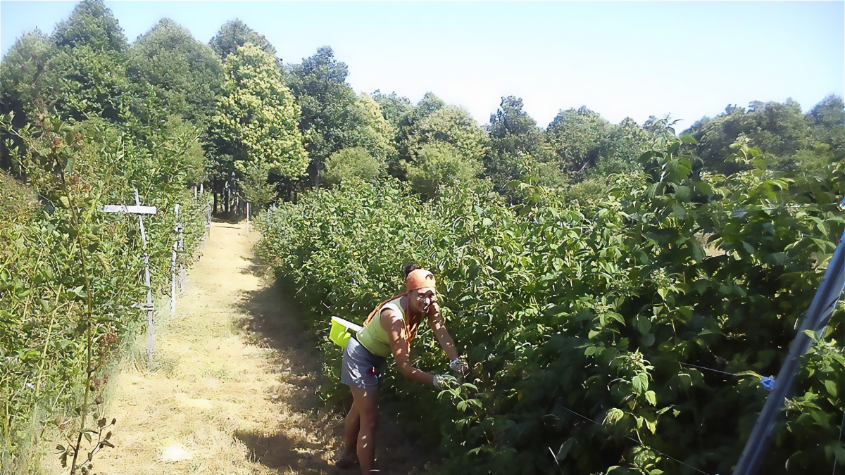Imagen de la plantación ecológica de los frutos rojos que cultivan en este entorno natural zamorano.