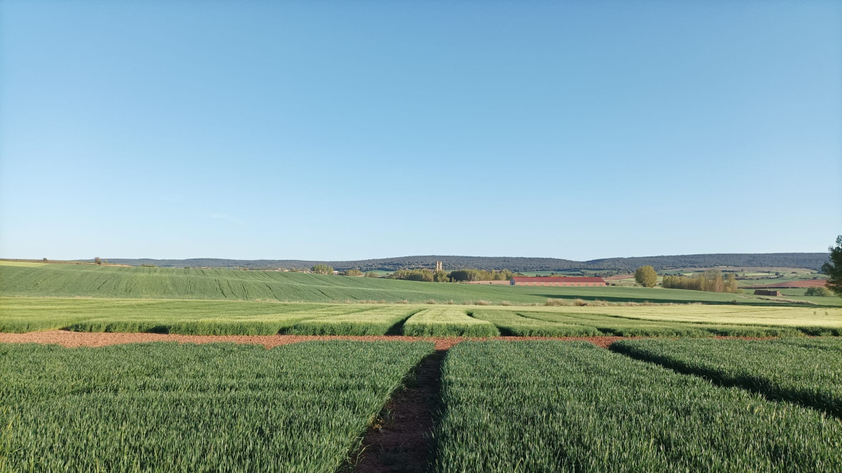 Campos de cereal en la localidad burgalesa de Lerma, en la comarca de Arlanza. UPA CYL