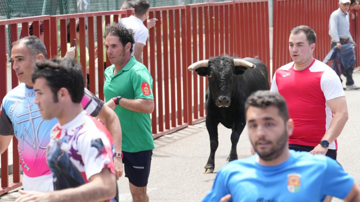 Encierro urbano en La Flecha durante las Fiestas de San Antonio de Padua.