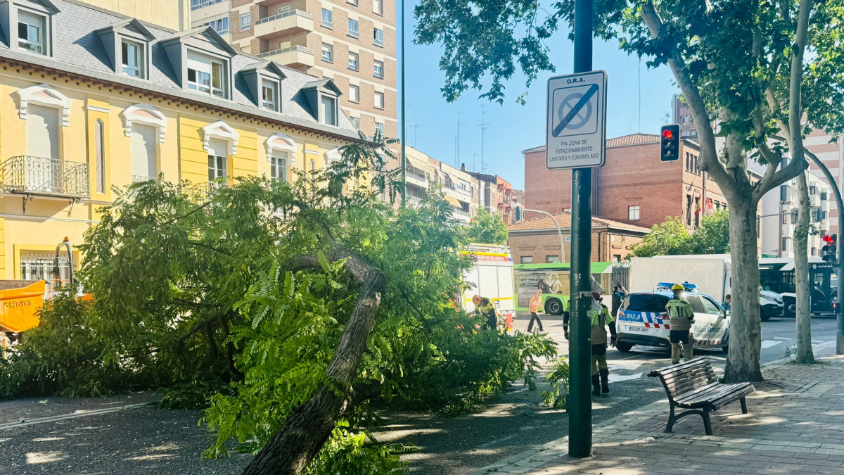 Árbol caído en la calle Chancillería de Valladolid