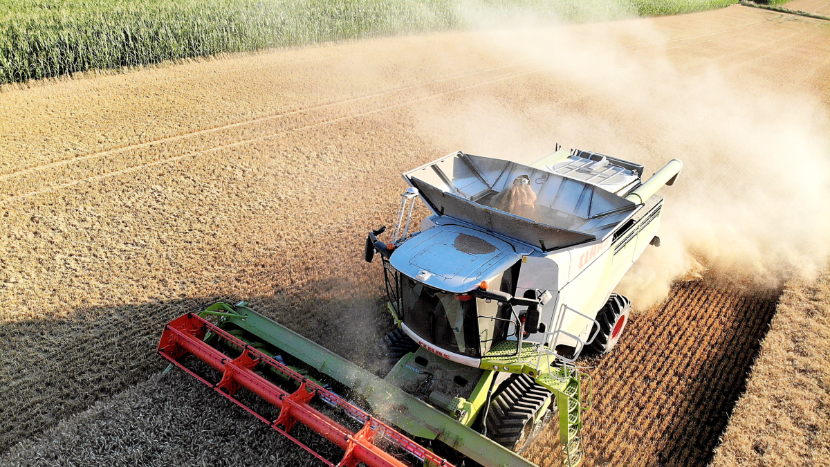 Una cosechadora atraviesa un campo de cereal.