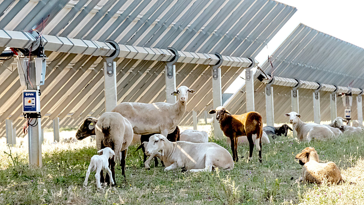 Un rebaño de ovejas se cobija a la sombra en una instalación fotovoltaica con seguidores solares adaptados a la actividad agraria.