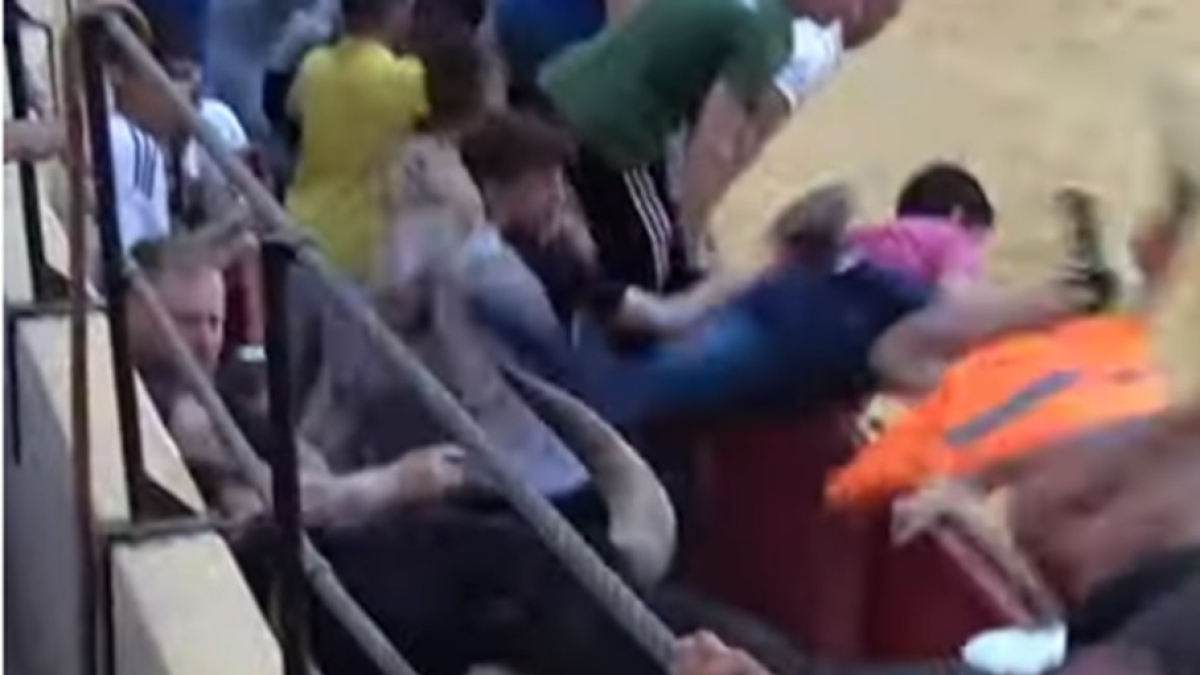 Un toro salta al callejón de la plaza de toros de Íscar