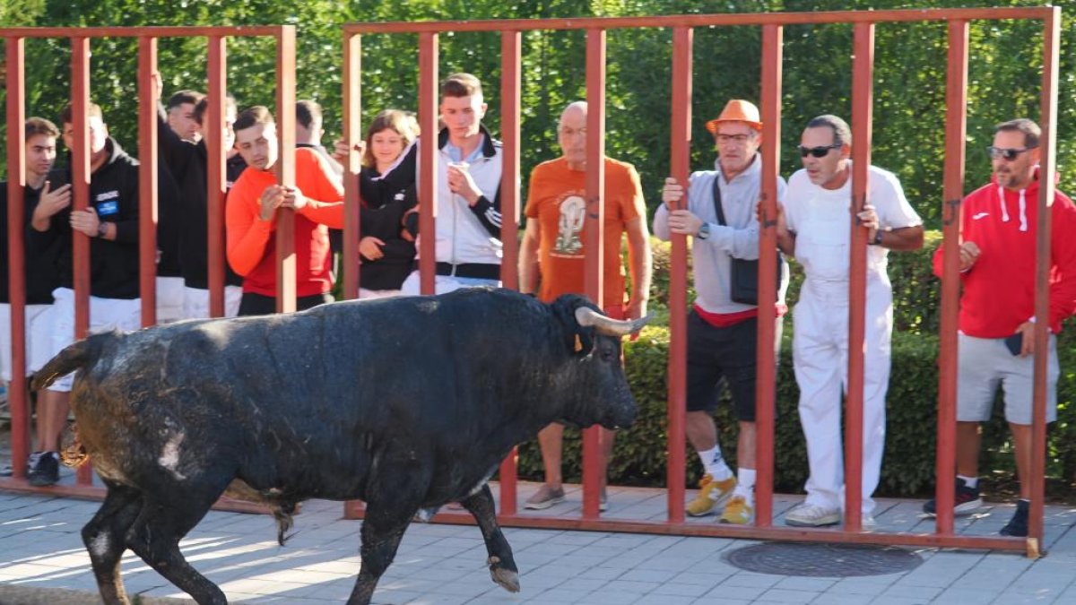 Un Toro del Alba tranquilo y sin heridos en Tudela de Duero