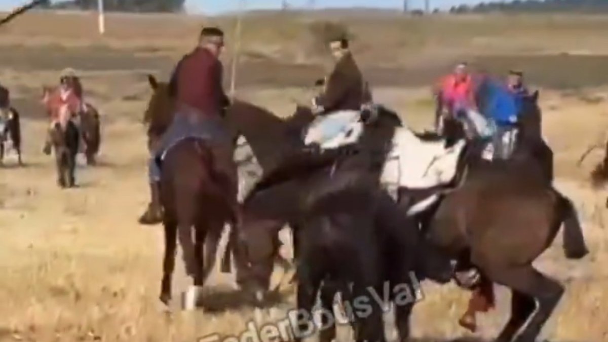 PACMA denuncia la muerte de un caballo en el encierro de Olmedo.