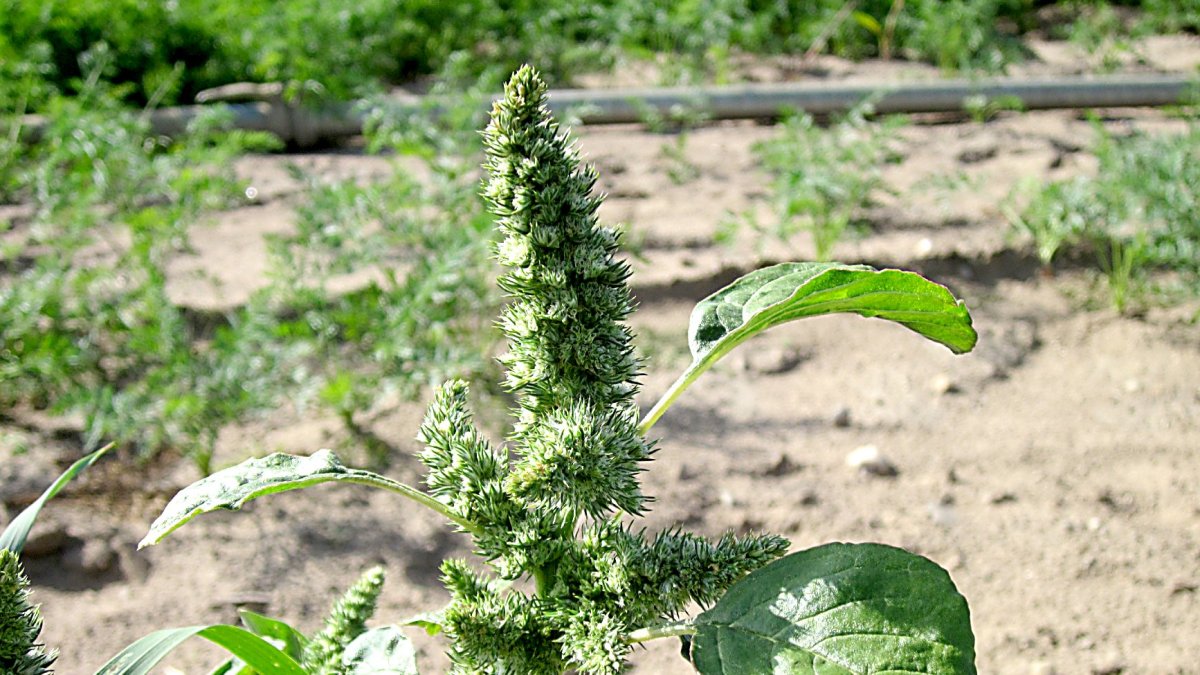Planta de amaranto.
