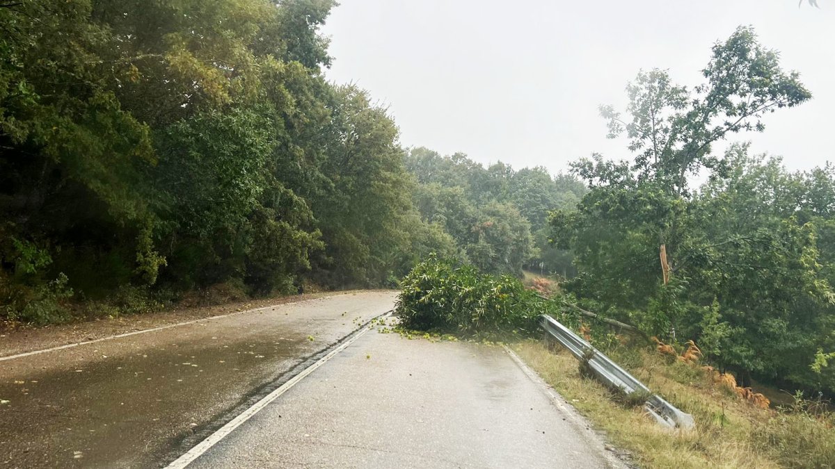 Árboles derribados sobre la calzada por el temporal de viento en una carretera de Zamora