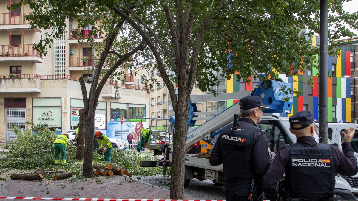 Tala de árboles en la plaza del Oeste de Salamanca