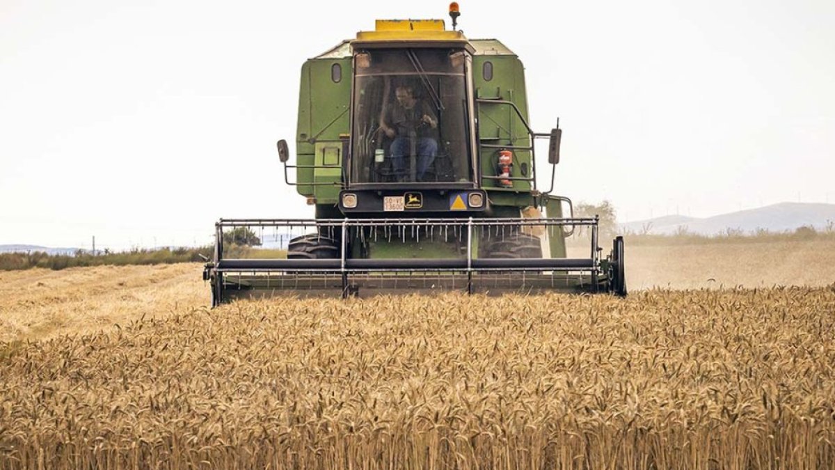 Los herbáceos son los cultivos más importantes en la Comunidad.