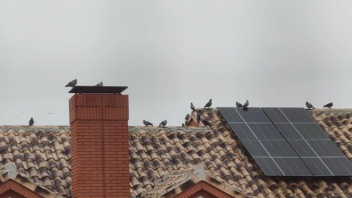 CCD en Adeamayor presenta una moción ante la proliferación de palomas en el pueblo