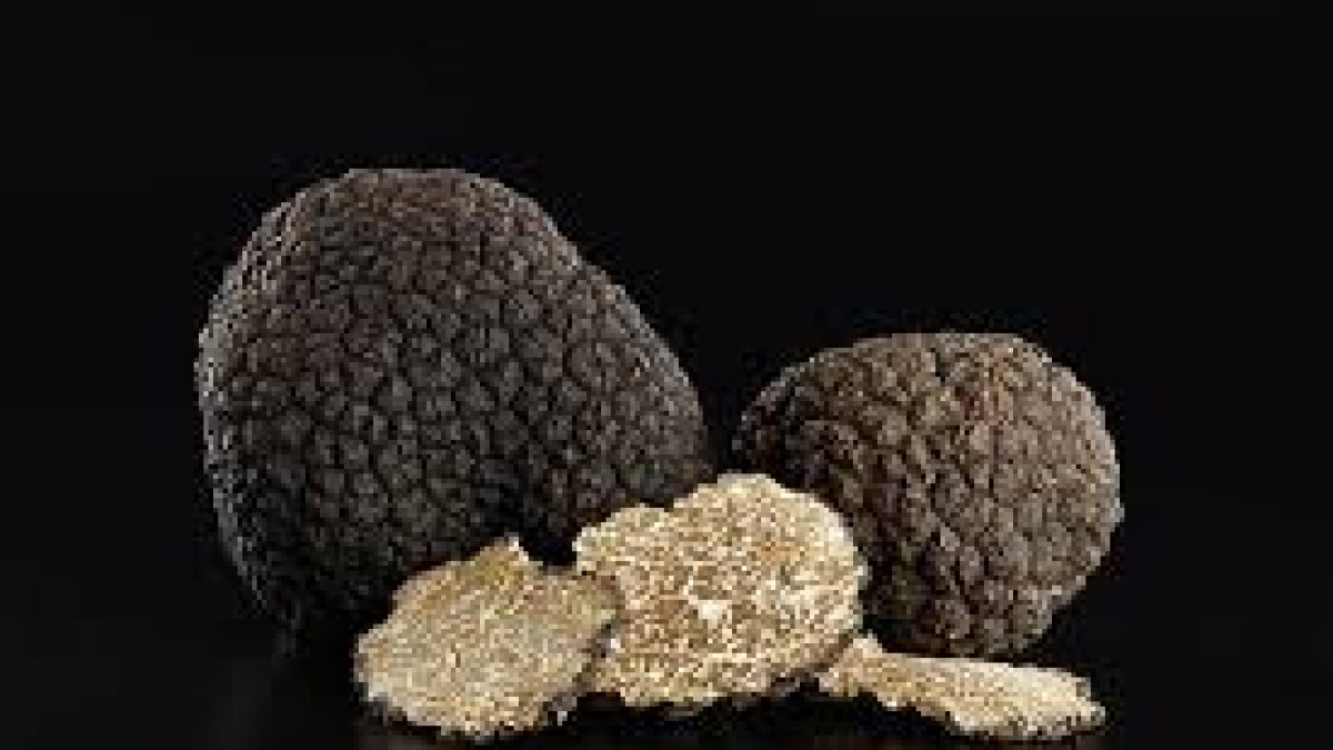 Trufa negra