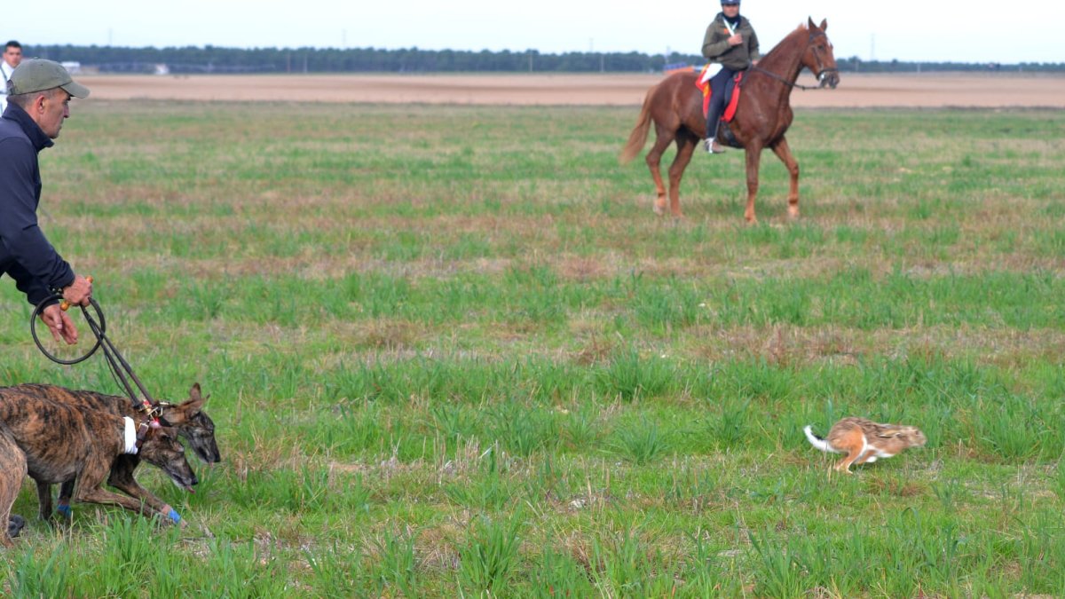 Galgos del club Galgos Mezquita y del Lebrel Segoviano en el momento en que salta una liebre de la cama.