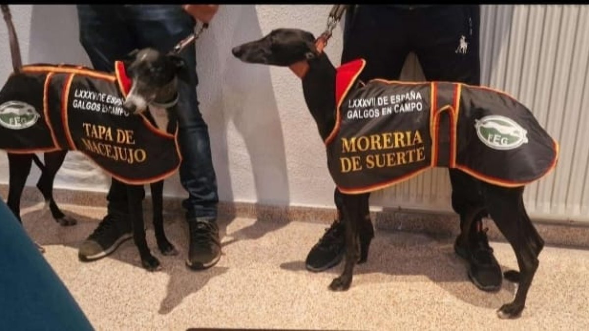 Las dos galgas salmantinas en el reconocimiento previo a las carreras de este viernes.