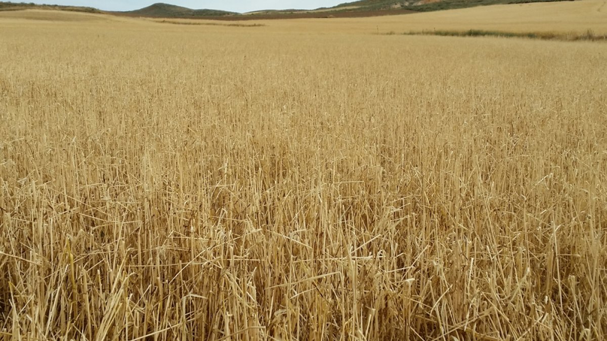 Campo de herbáceos afectado por el pedrisco, uno de los principales riesgos en Castilla y León