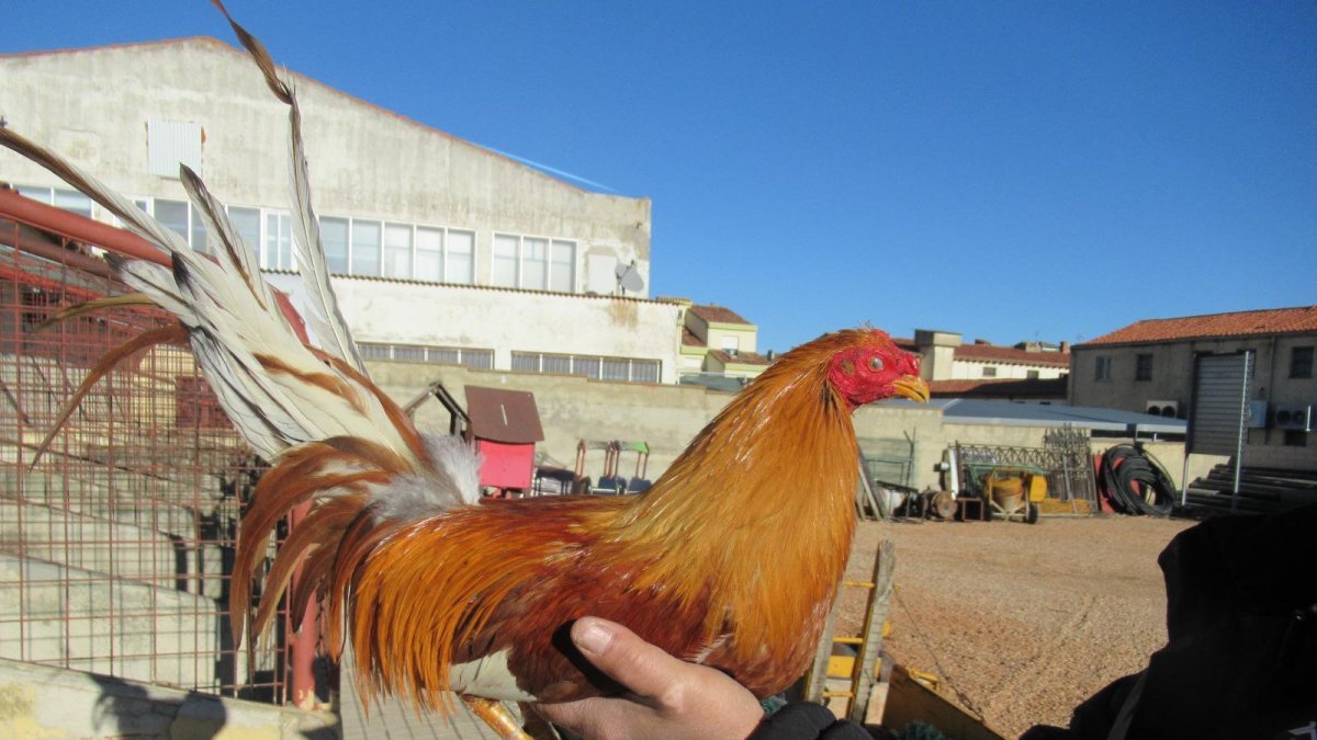 Uno de los gallos robados en Valladolid y localizado en Soria.