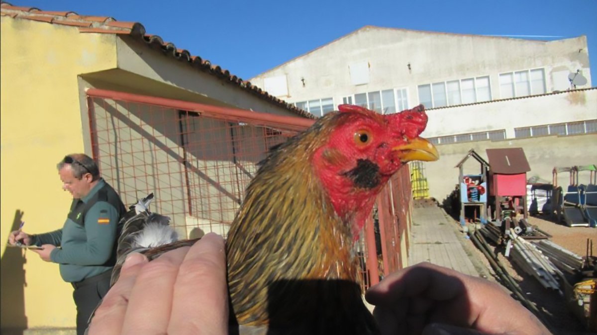 El PSOE no es país para gallos