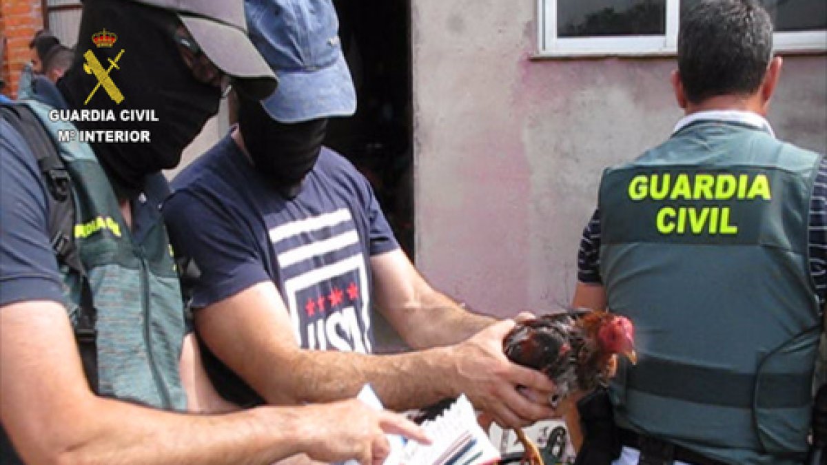 Gallo incautado durante una de las redadas de la Guardia Civil en Tordesillas por las peleas de gallo, en una imagen de archivo.