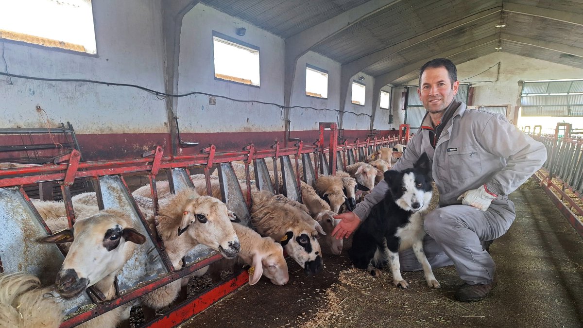 Sergio Lázaro tiene 500 ovejas en su explotación ganadera de Oquillas (Burgos)