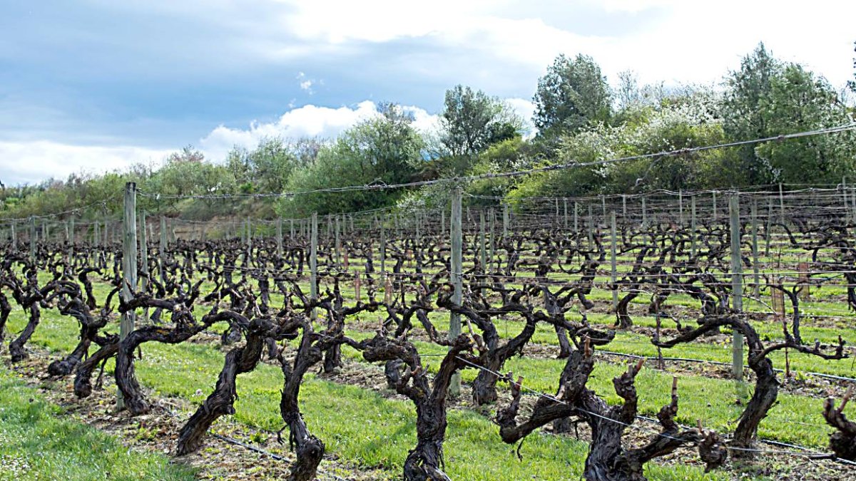 Majuelo de viñedos con espaldera