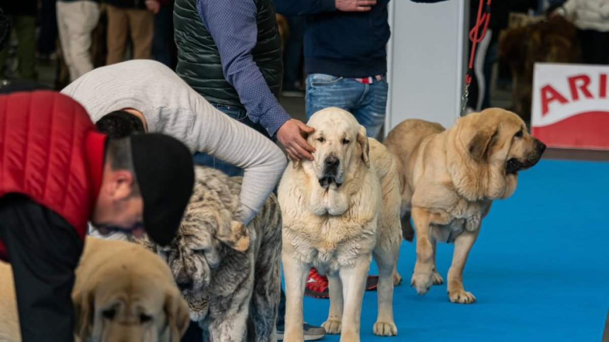 Feria Fimascota 2025