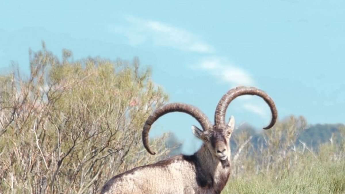 Espectacular y viejo macho montés.