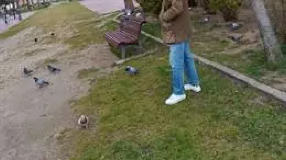 Imagen del hombre que alimentaba a las palomas.