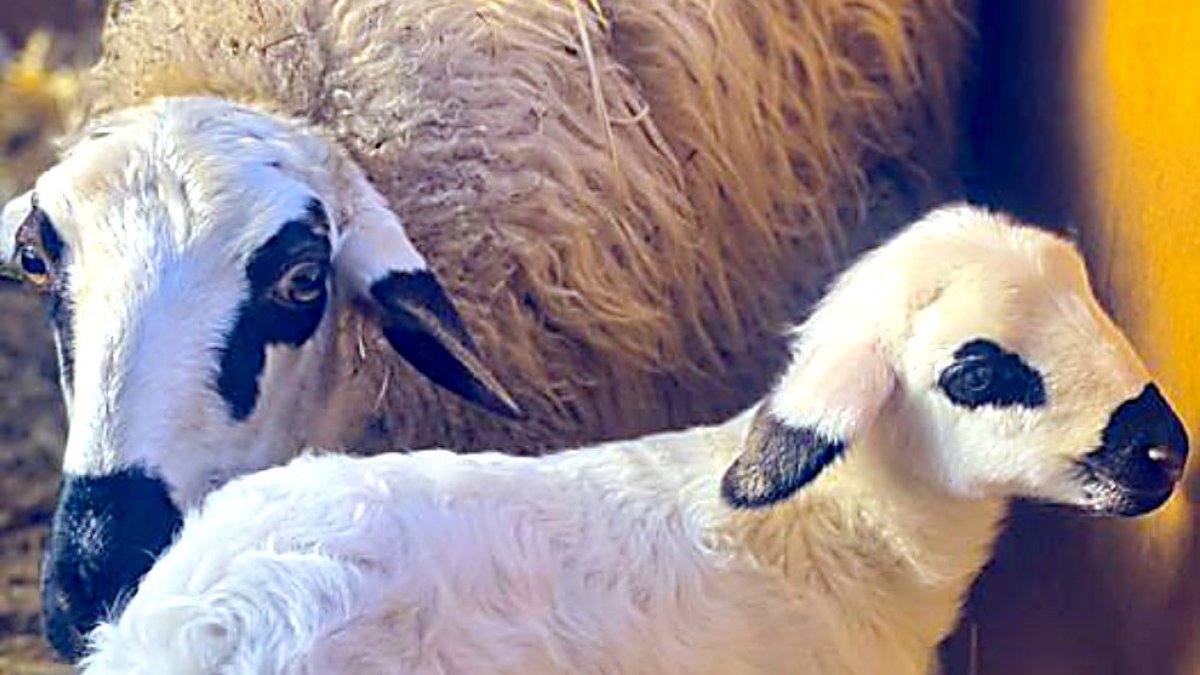 Ejemplares de oveja churra en una feria ganadera de Palencia