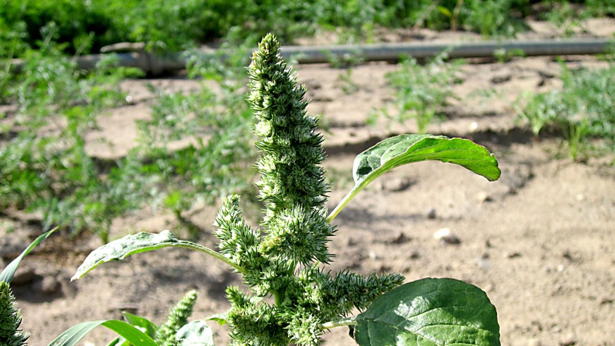 Planta de amaranto aún sin madurar en un campo de cultivo.