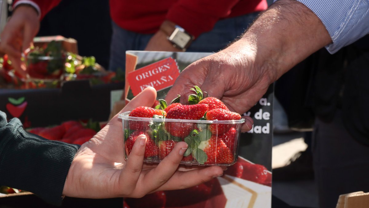 Reparto de fresas