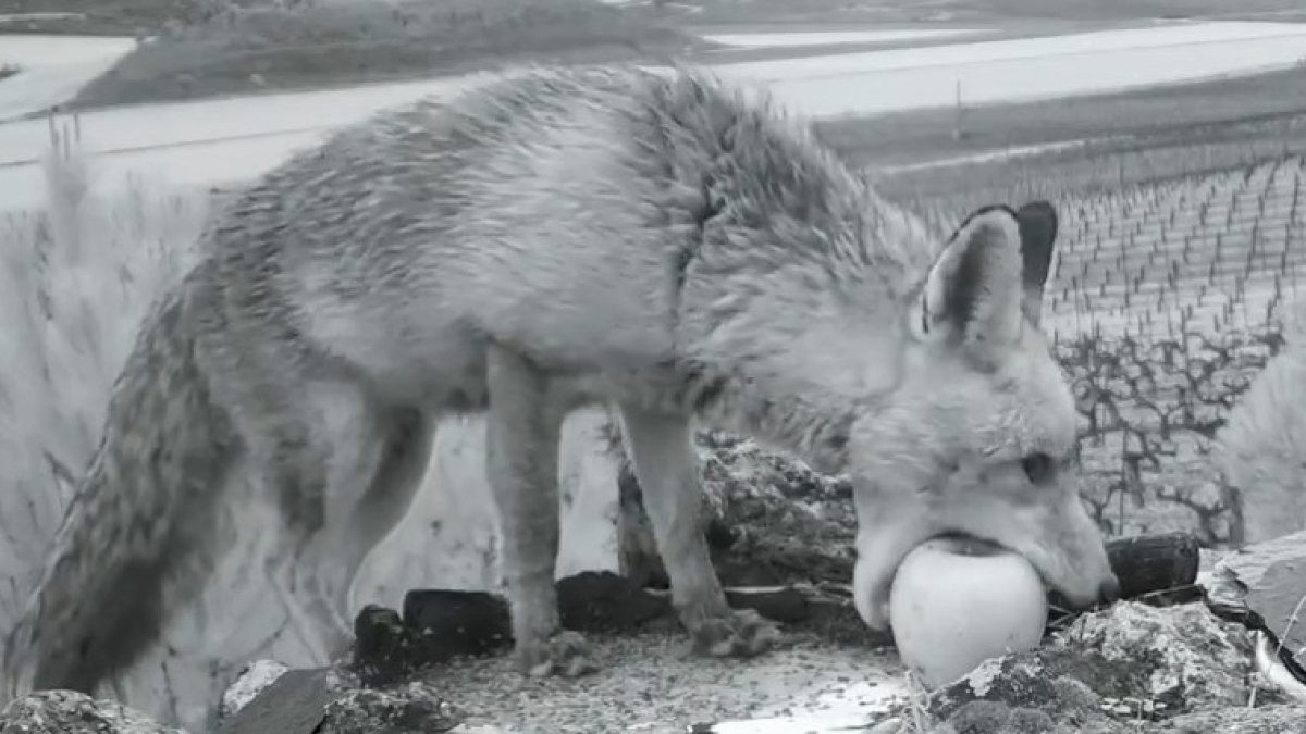 Momento en el que fue captado el lobo en Peñafiel