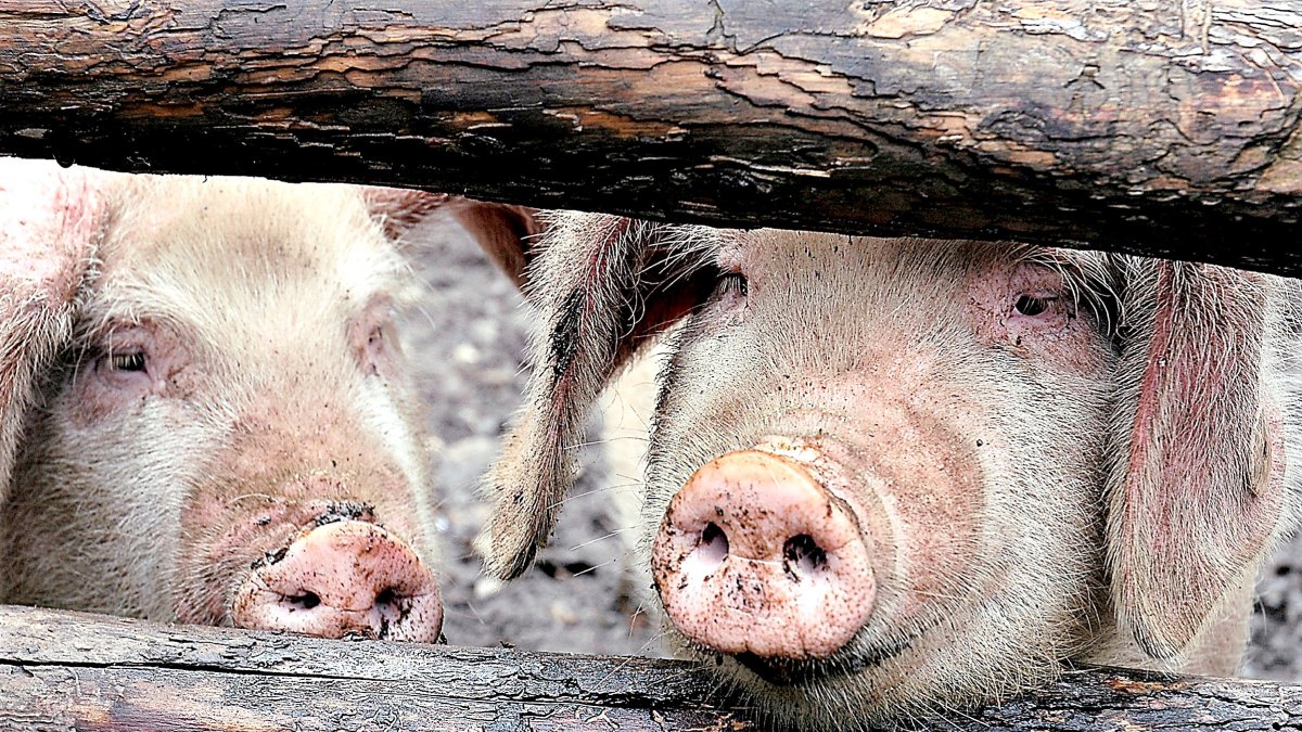 Dos cerdos de capa blanca asoman por la empalizada de una explotación porcina