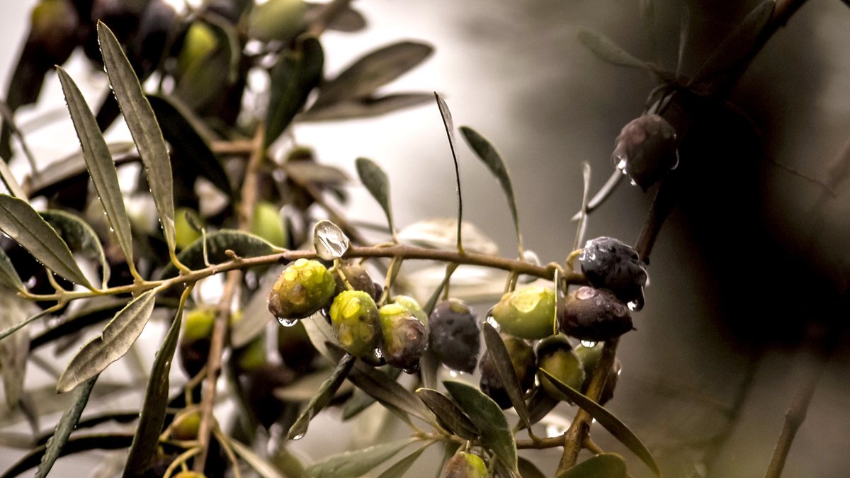 Gotas de agua cuelgan de una rama de olivo tras una tormenta.