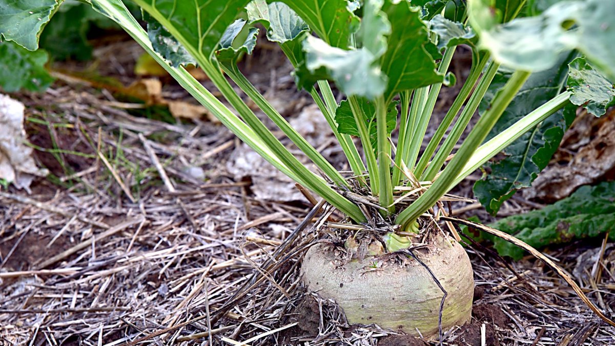 Remolacha azucarera en un cultivo.