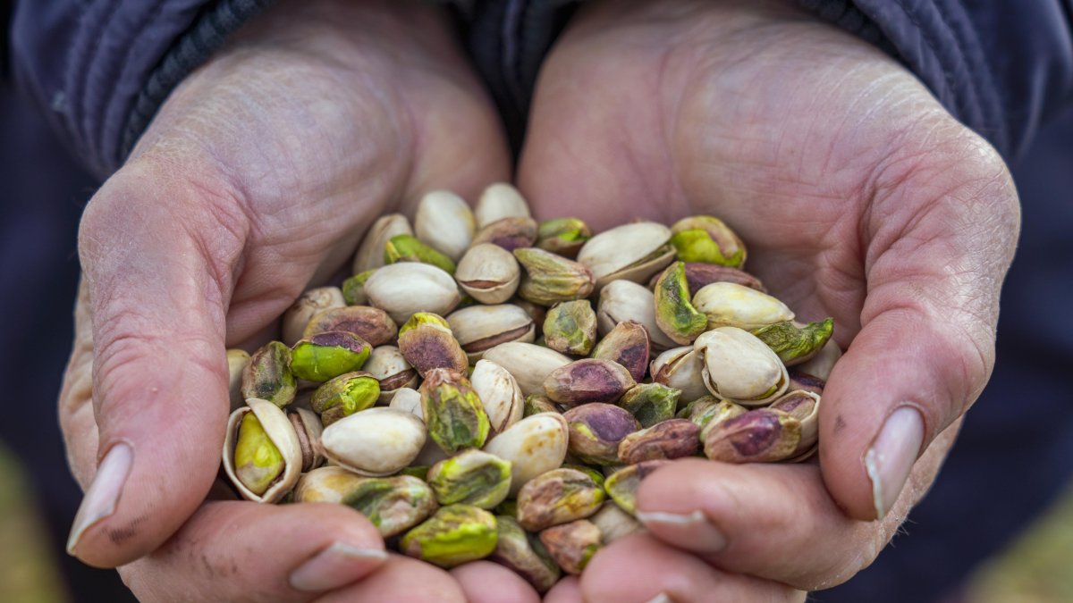 Pistachos de la localidad vallisoletana de Villafuerte de Esgueva