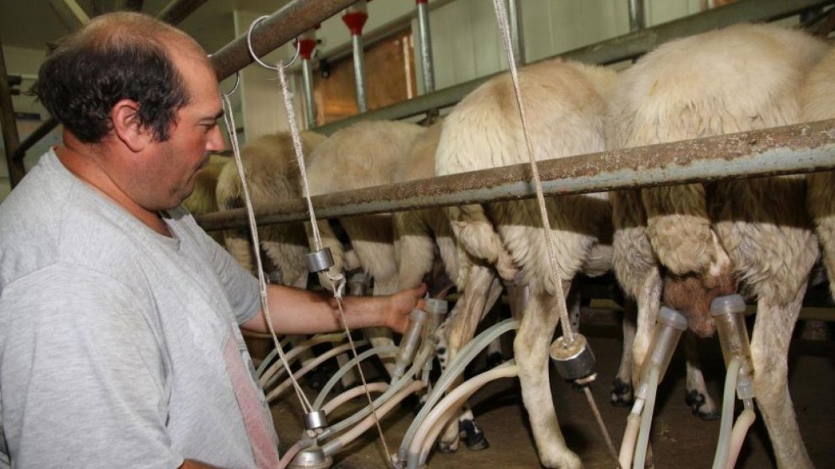 Son 149 las ganaderías de ovino para aptitud láctea que participan en el programa contra la galaxia