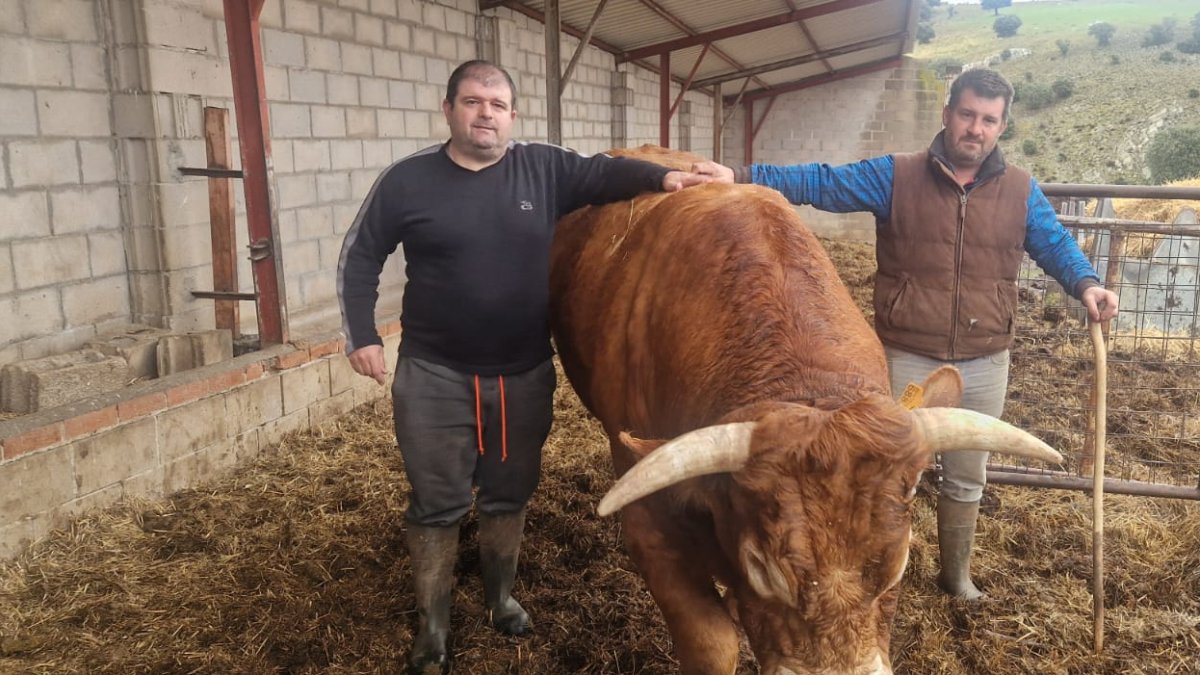 Los hermanos David y Daniel posan con sus vacas en Fuentenebro