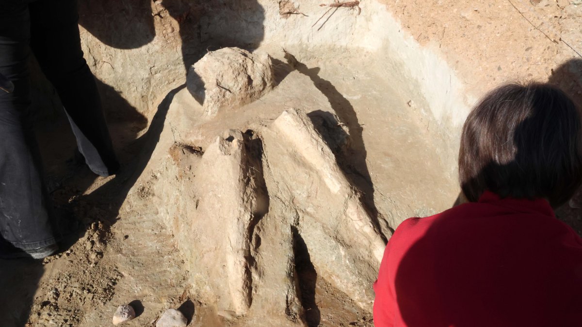 Restos de los dos colmillos de un mastodonte de la época terciaria