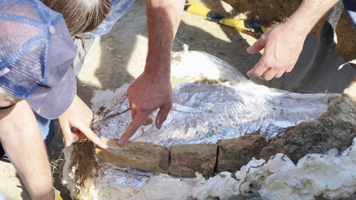 Restos de los dos colmillos de un mastodonte de la época terciaria hallados en Las Contiendas 