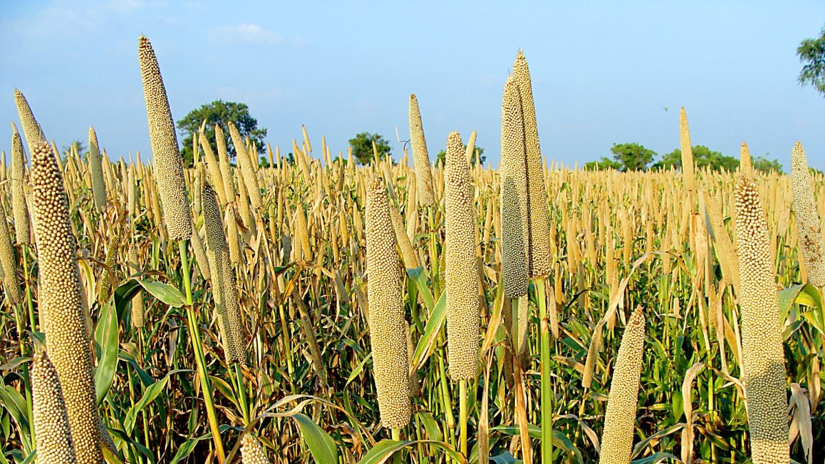 Campo de mijo, un cultivo alternativo en Castilla y León.
