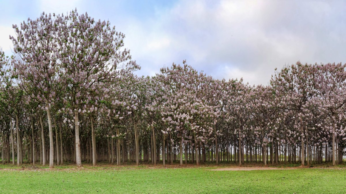 La paulownia es un árbol originario de China y su rendimiento maderable puede llegar a ser tres veces superior al chopo.