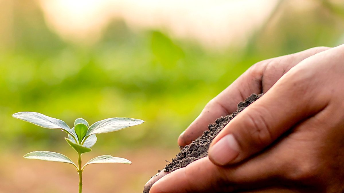 Un agricultor aporta abono a uno de los brotes de su cultivo.